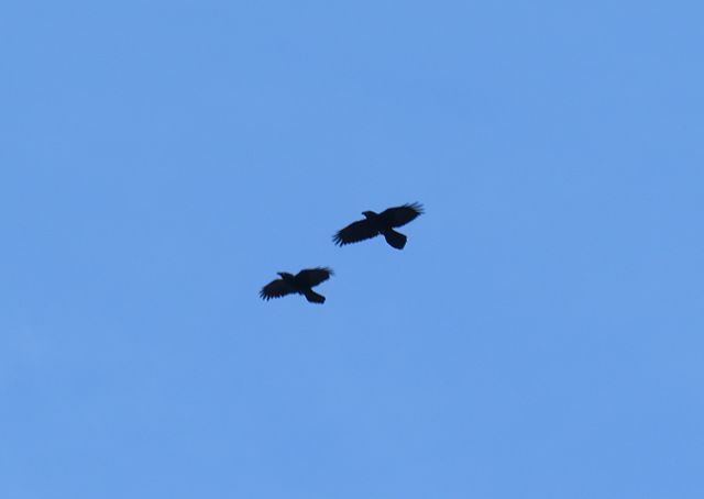 Common Raven