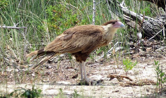 Crested Caracara