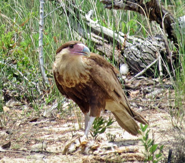 Crested Caracara