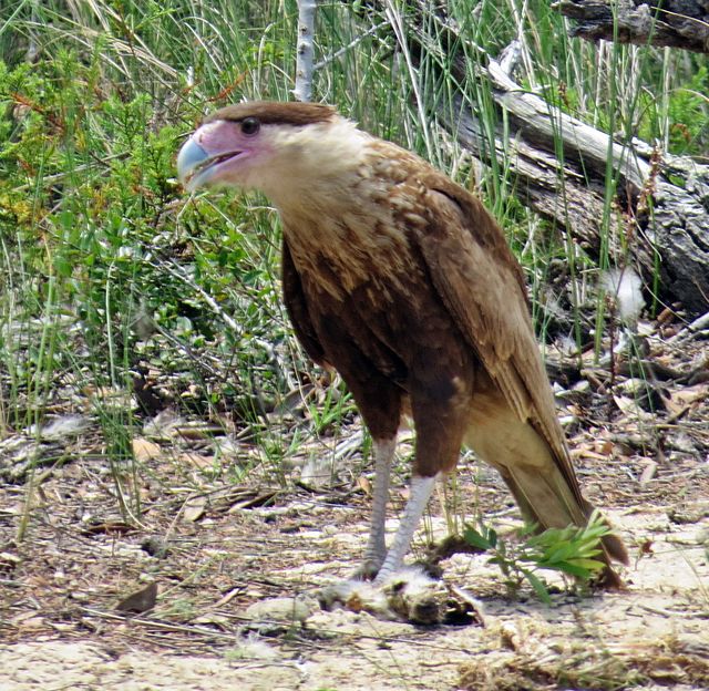 Crested Caracara