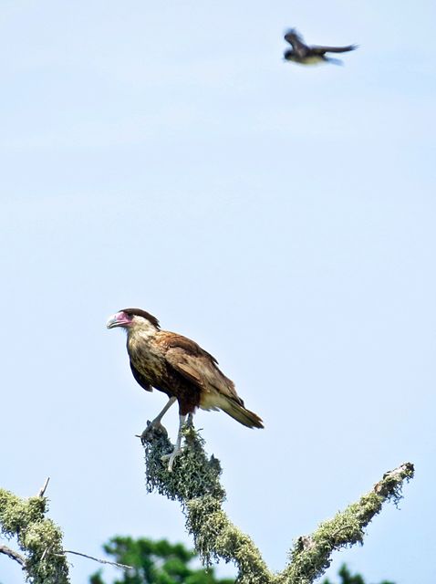 Crested Caracara