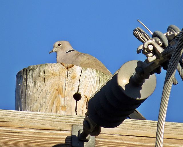 Eurasian Collared-Dove