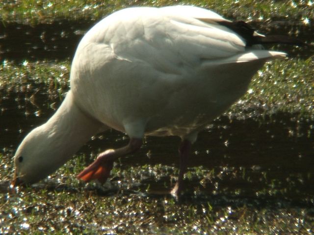 Ross's Goose