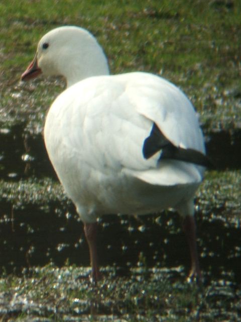 Ross's Goose