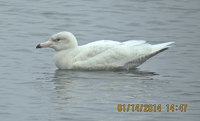 Glaucous Gull