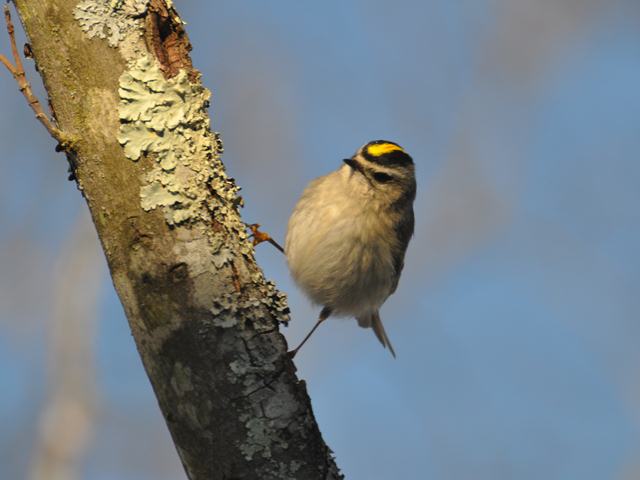 Golden-crowned Kinglet