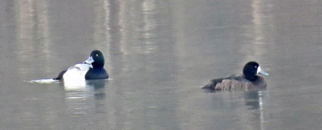 Greater Scaup