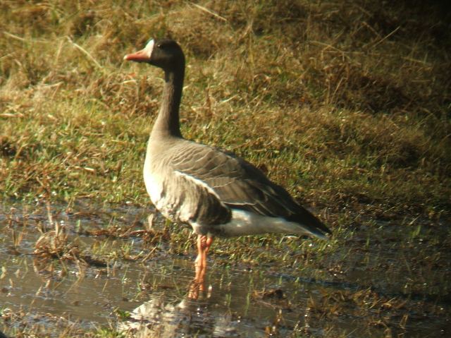 Greater White-fronted Geese