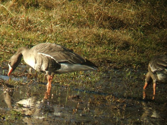 Greater White-fronted Geese