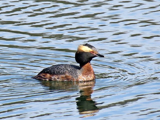 Horned Grebe