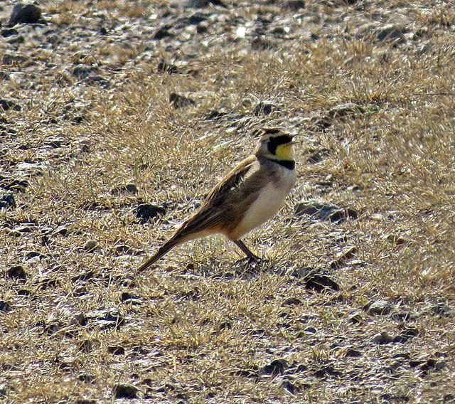 Horned Lark