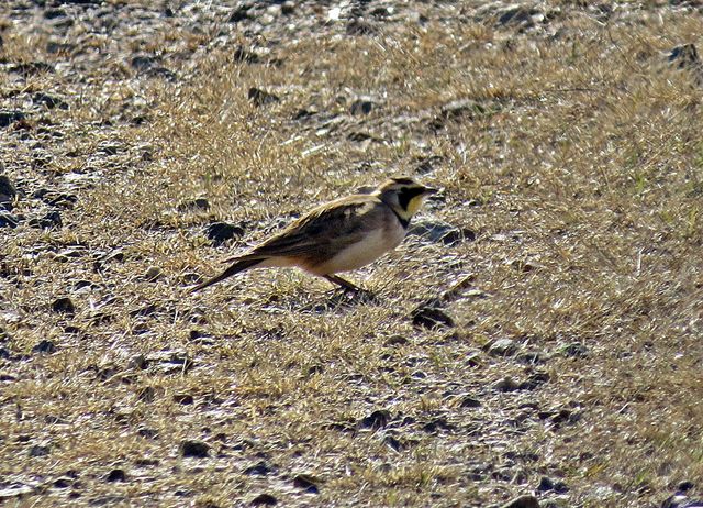 Horned Lark