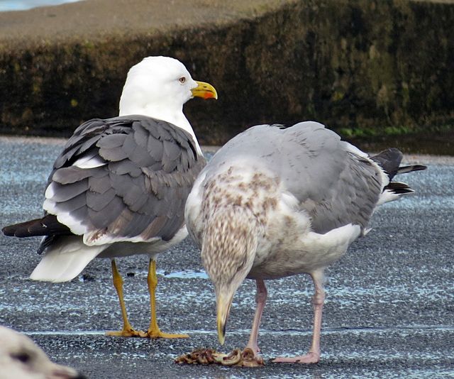 Lesser Black-backed Gull