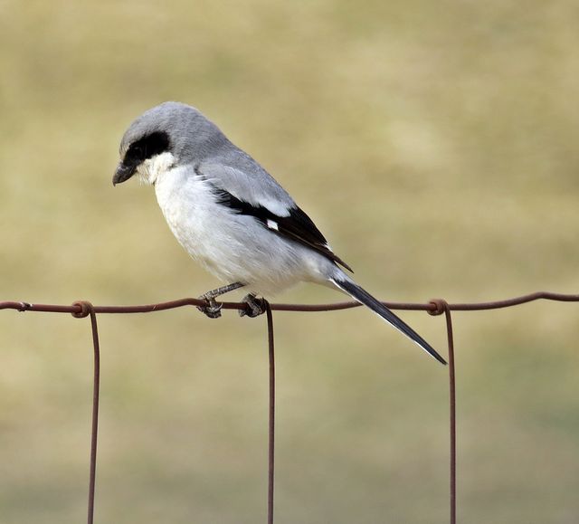 Loggerhead Shrike