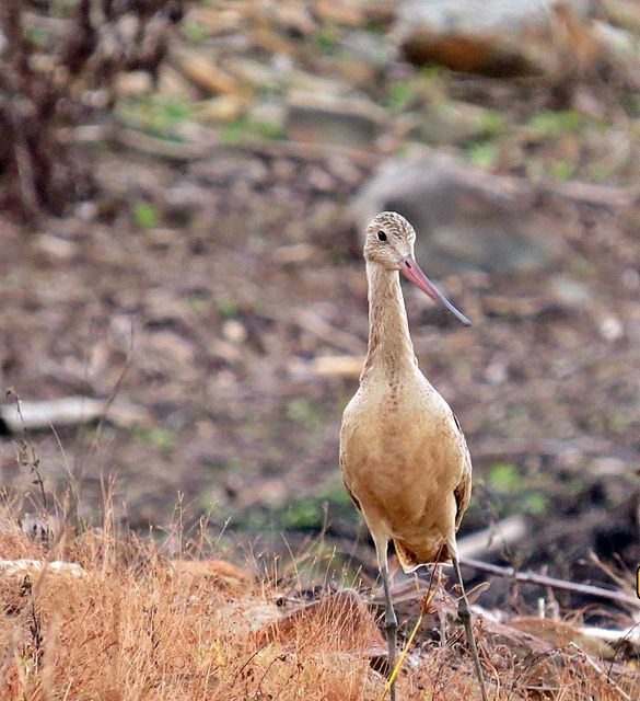 Marbled Godwit