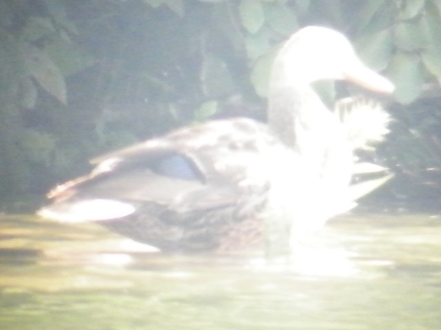 Mottled Duck,