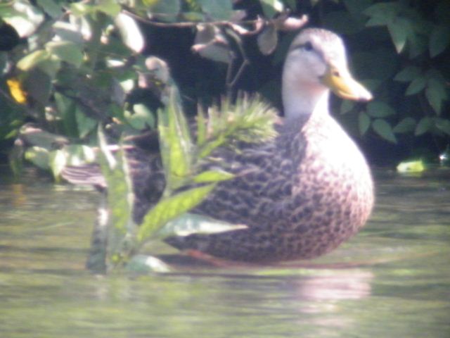 Mottled Duck,