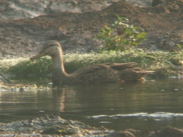 Mottled Duck,