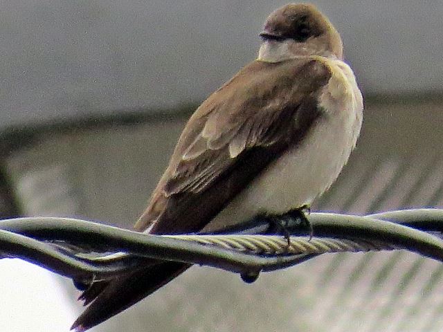 Northern Rough-winged Swallow