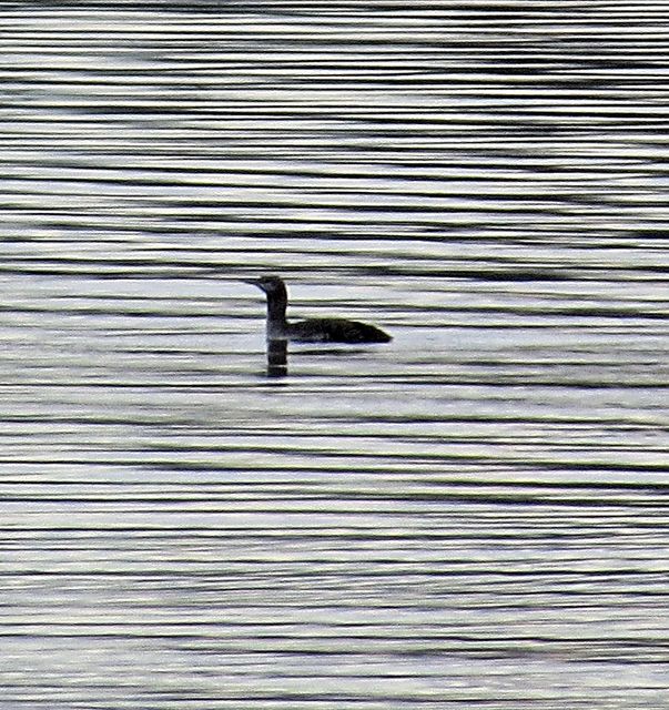 Red-throated Loon