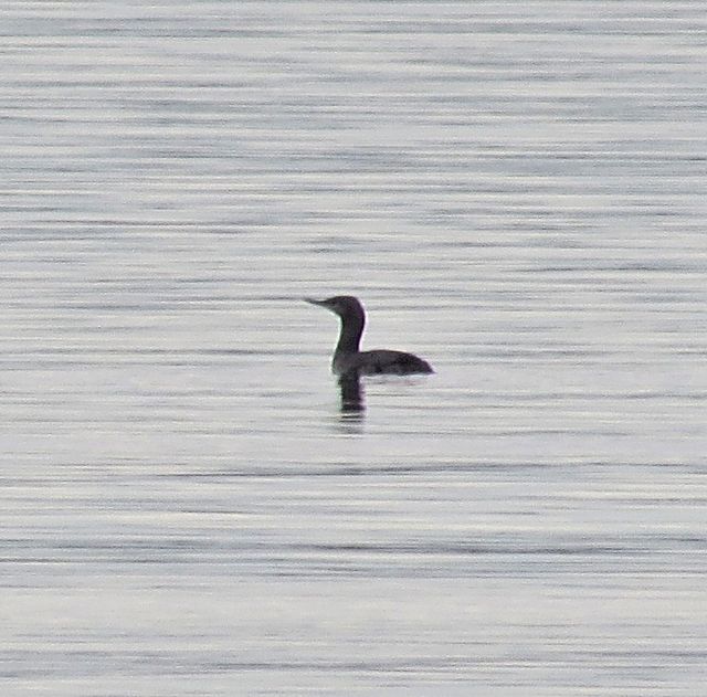 Red-throated Loon