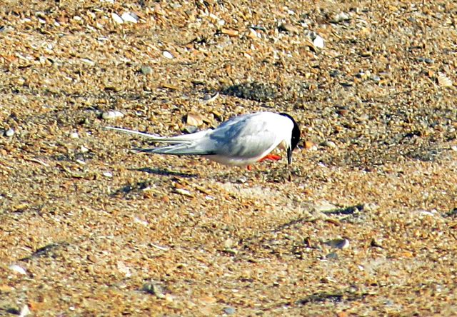 Roseate Tern