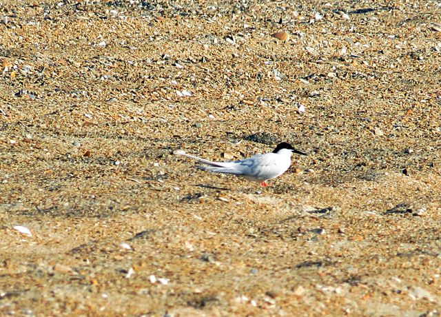 Roseate Tern