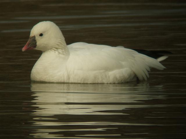 Ross's Goose