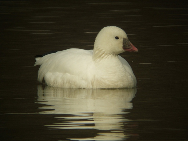 Ross's Goose