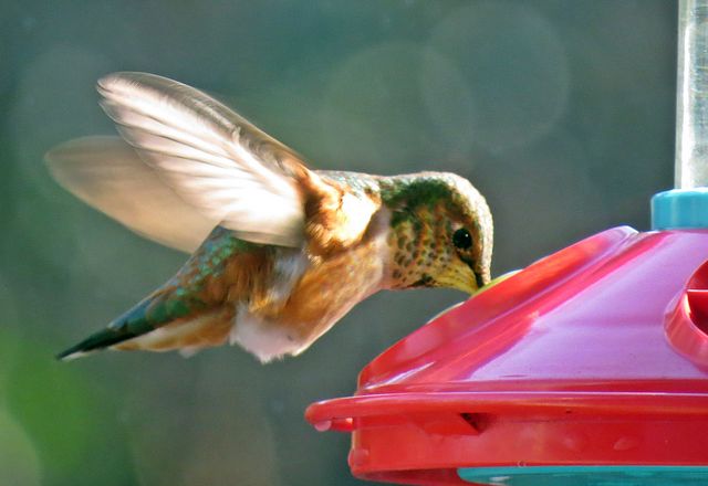 Rufous Hummingbird