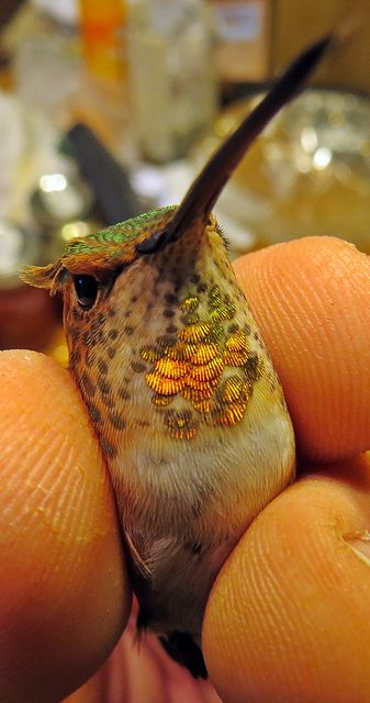Rufous Hummingbird