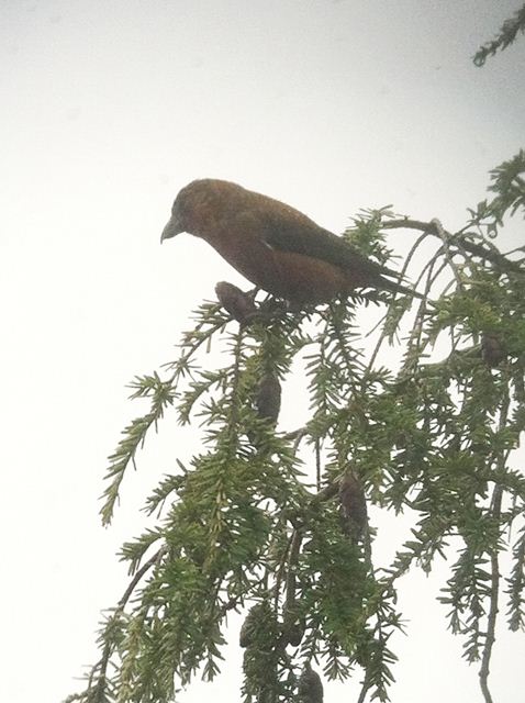 Red Crossbills