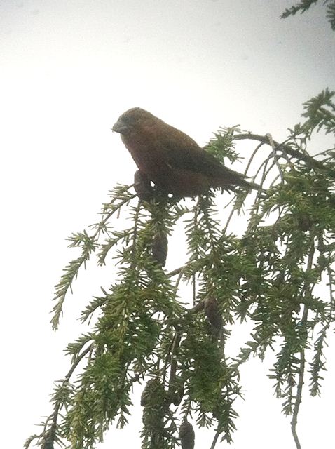 Red Crossbills