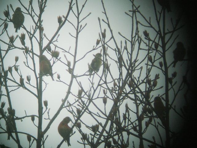 Red Crossbills