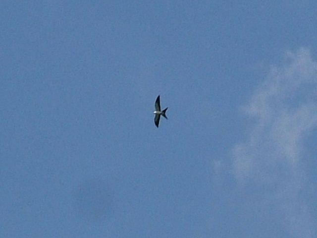 Swallow-tailed Kites