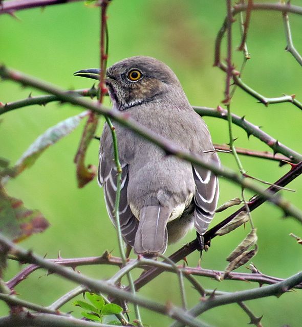 Sage Thrasher