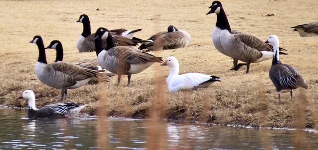 Snow Goose