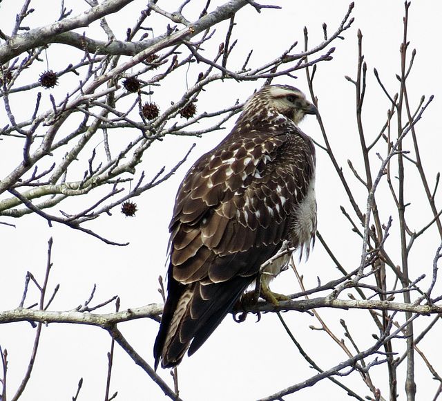 Swainson's Hawk