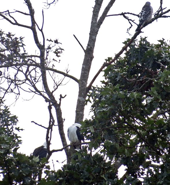 Swallow-tailed Kite