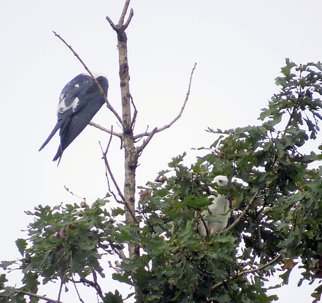 Swallow-tailed Kite