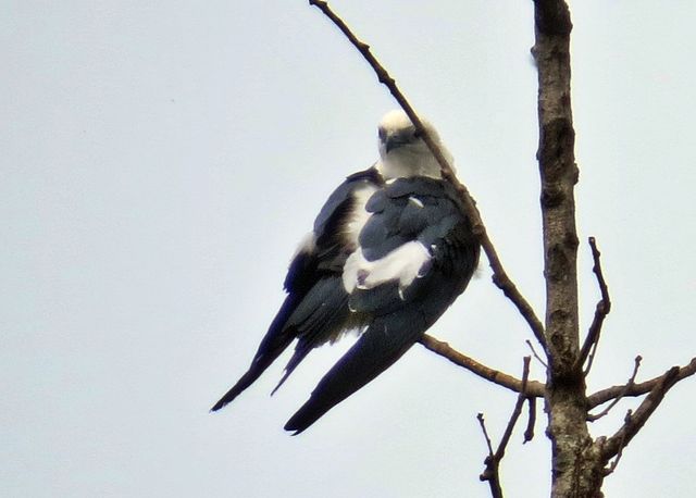 Swallow-tailed Kite