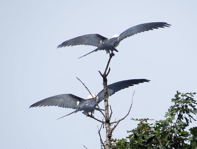 Swallow-tailed Kite