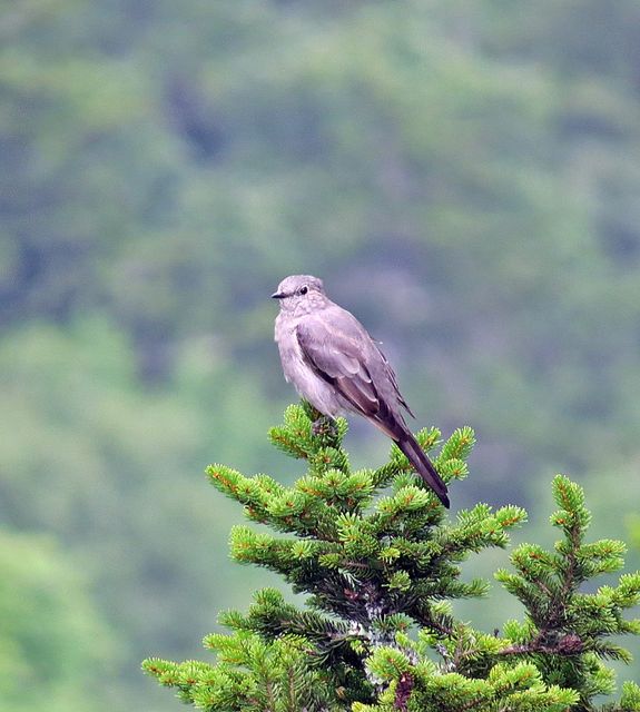 Townsend's Solitaire