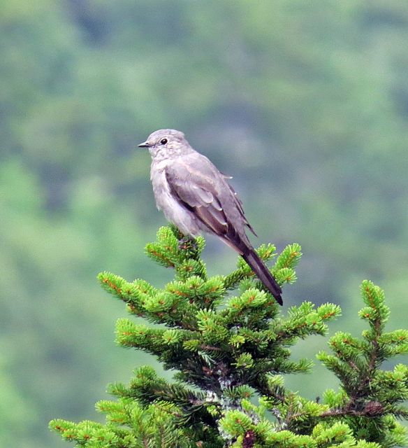 Townsend's Solitaire