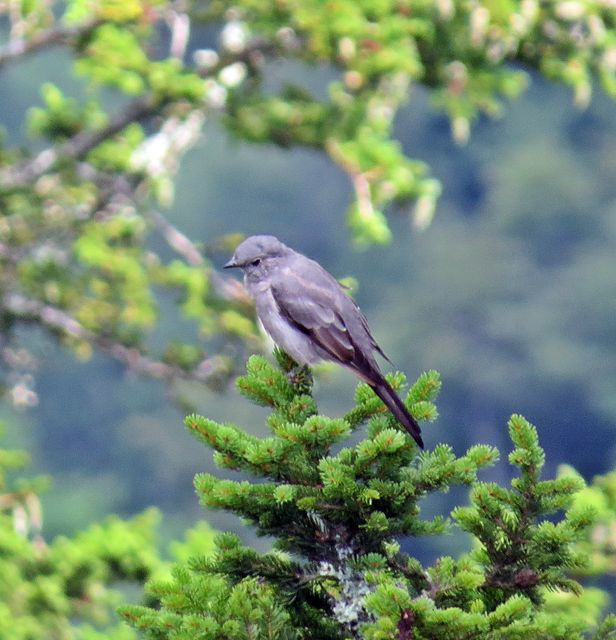 Townsend's Solitaire