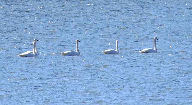 Tundra Swan