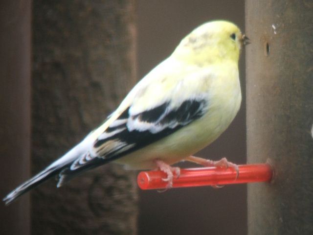 American Goldfinch