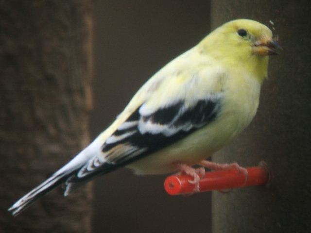 American Goldfinch
