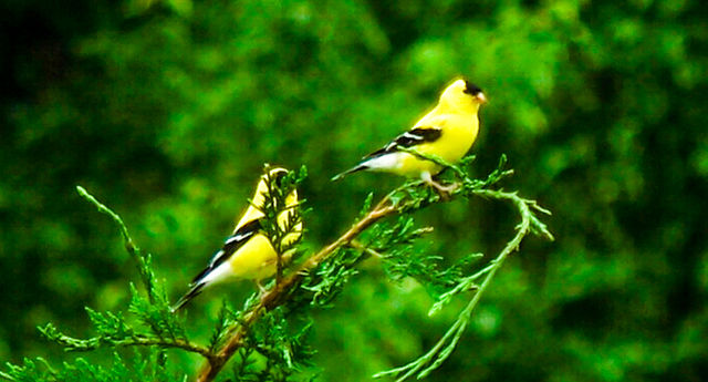 American Goldfinch