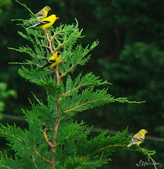 American Goldfinch